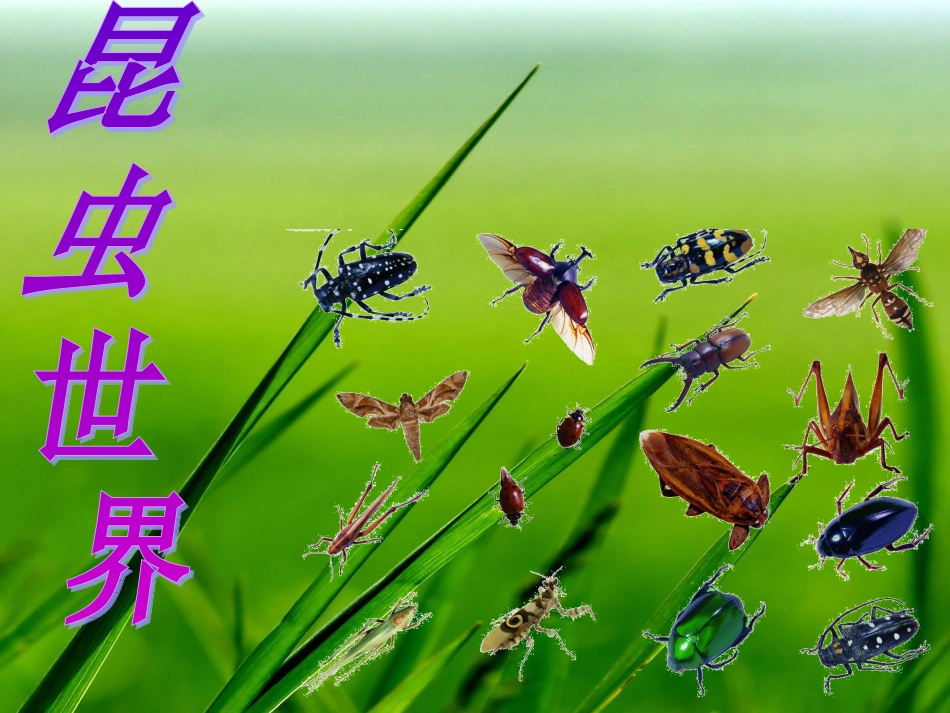 汉字家园二3-改_第2页