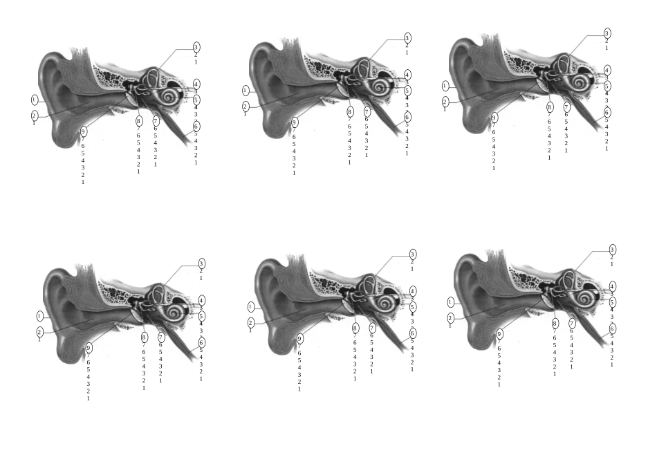 耳朵的结构图_第1页