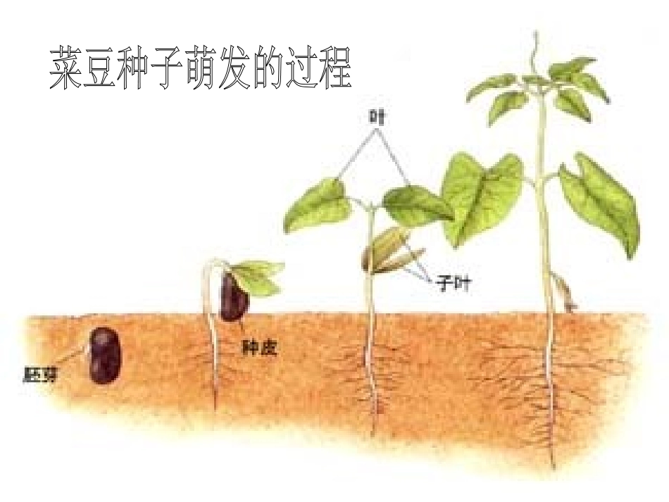 142种子的萌发_第2页