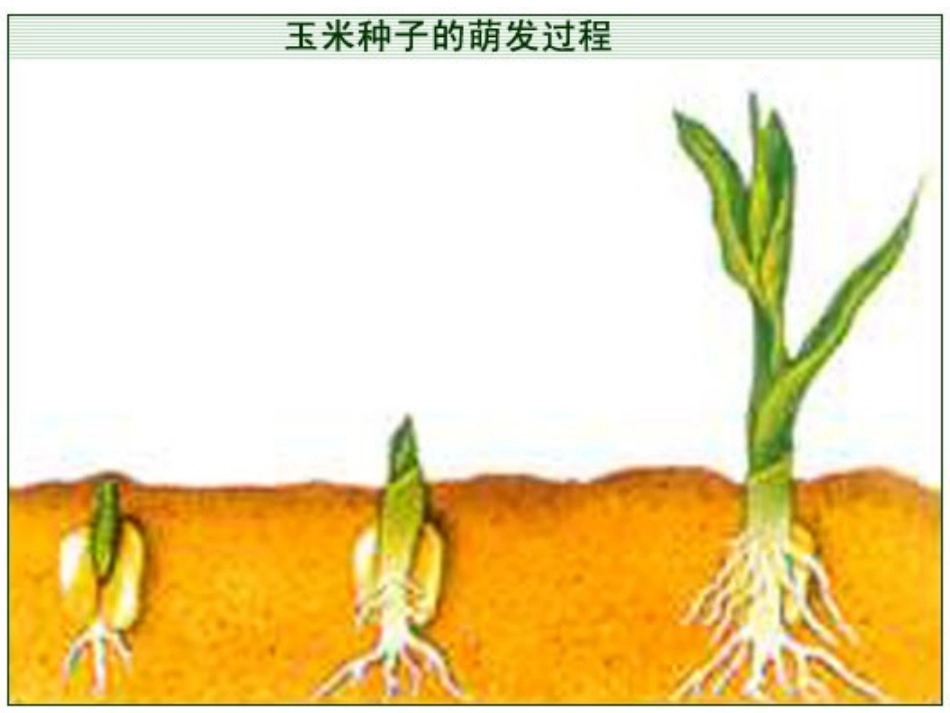 142种子的萌发_第3页