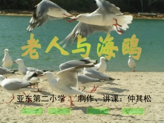 人教版语文《老人与海鸥》ppt(1)