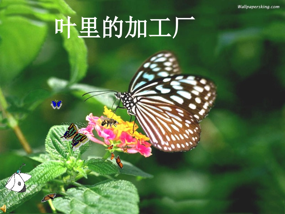 粤教版小学五年级上学期科学第3课叶里的加工厂_第1页