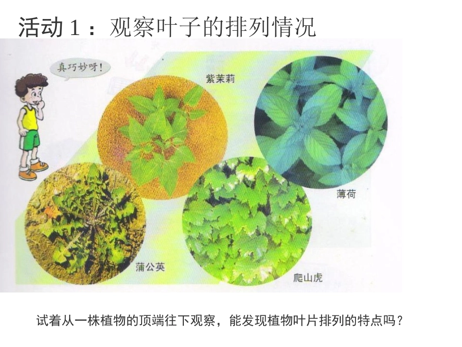 粤教版小学五年级上学期科学第3课叶里的加工厂_第3页