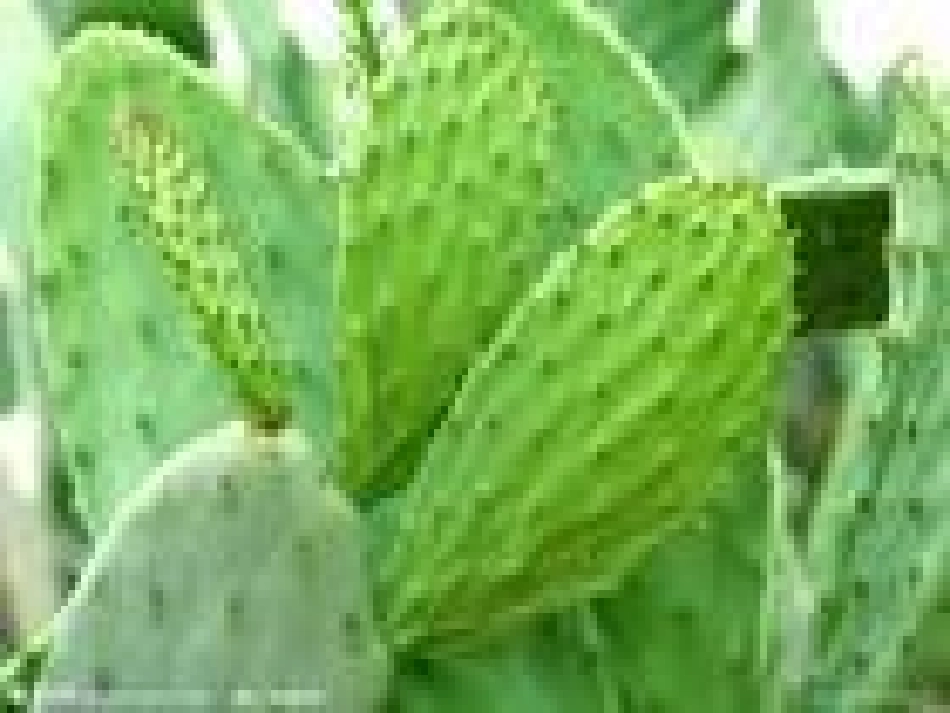 科学：植物趣闻(鄂思凡)_第3页