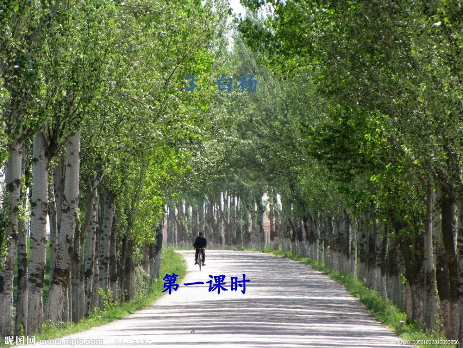 (部编)人教2011课标版一年级上册五下《白杨》第1课时课件_第1页