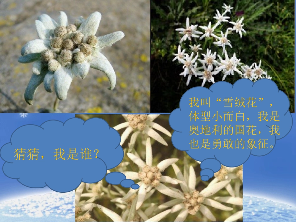 《雪绒花》课件1_第2页
