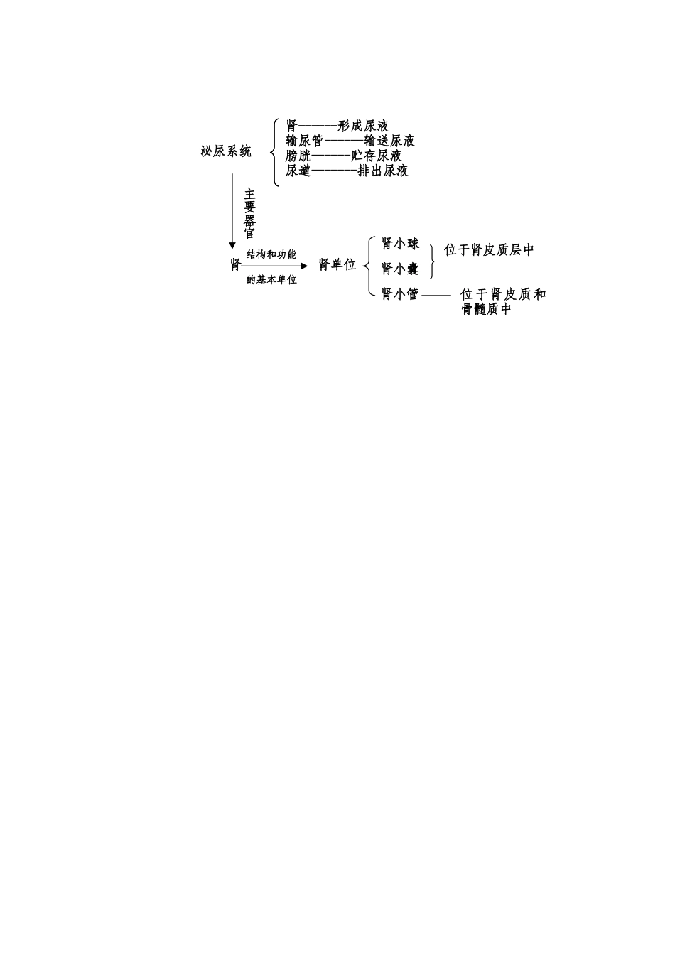 第11章第一节人体泌尿系统的组成_第3页