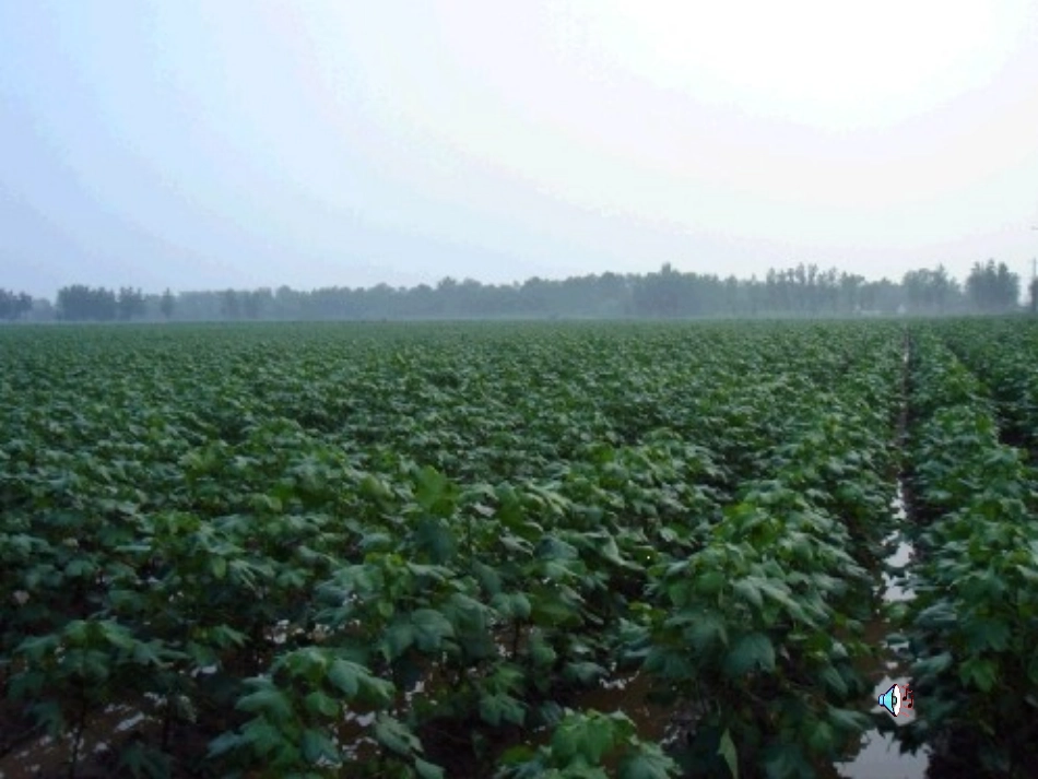 (部编)人教语文2011课标版一年级下册19--棉花姑娘-(2)_第1页