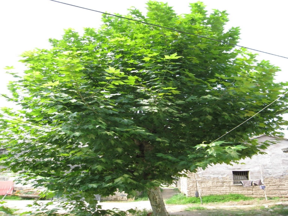 《三棵树》课件_第2页