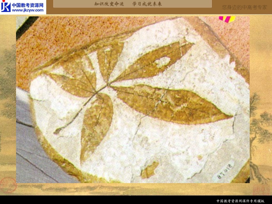 《化石吟》课件[1]_第2页