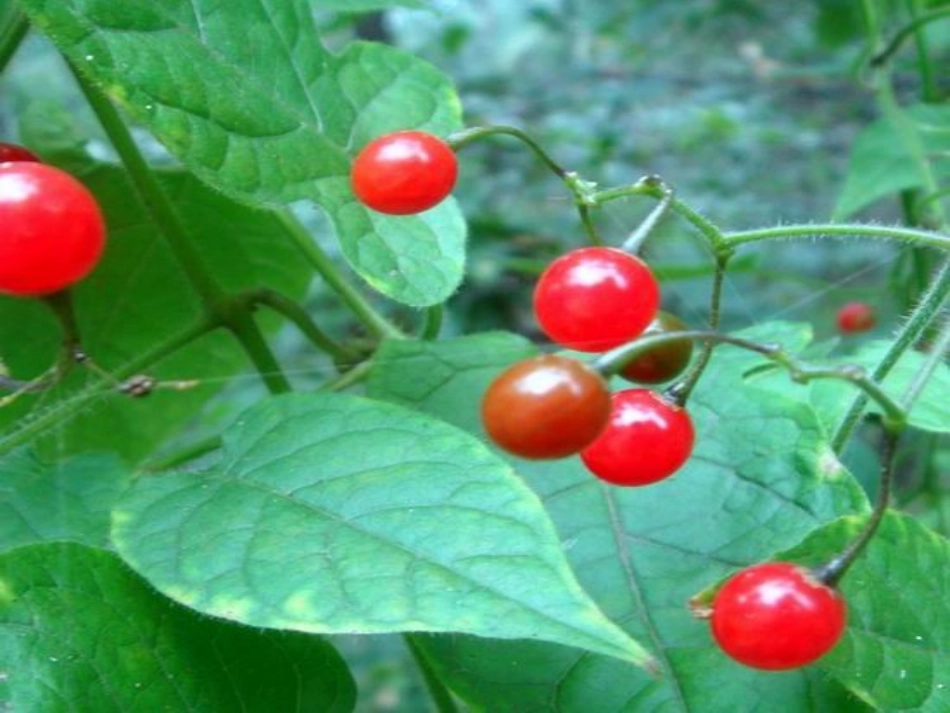 七--三颗枸杞豆_第2页