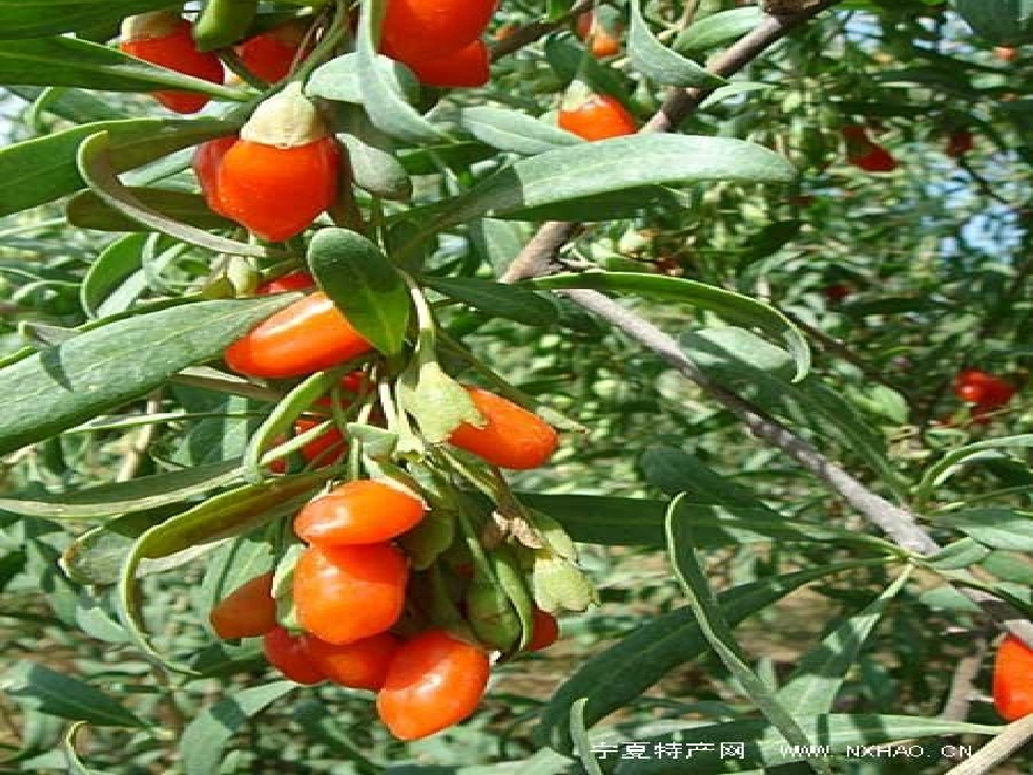 七--三颗枸杞豆_第3页