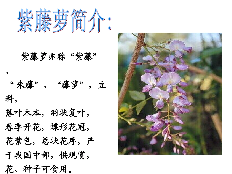 紫藤萝瀑布上课_第2页