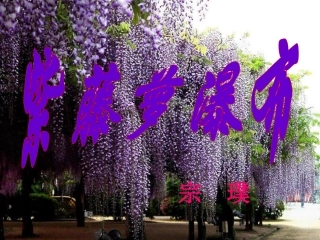 紫藤萝瀑布上课