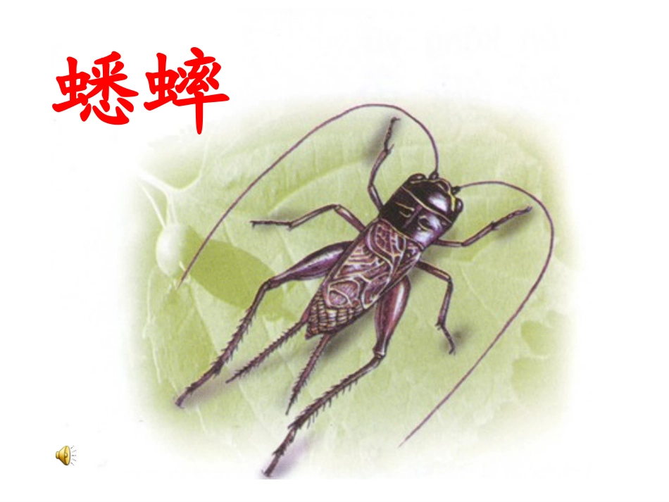7、蟋蟀的住宅_第1页