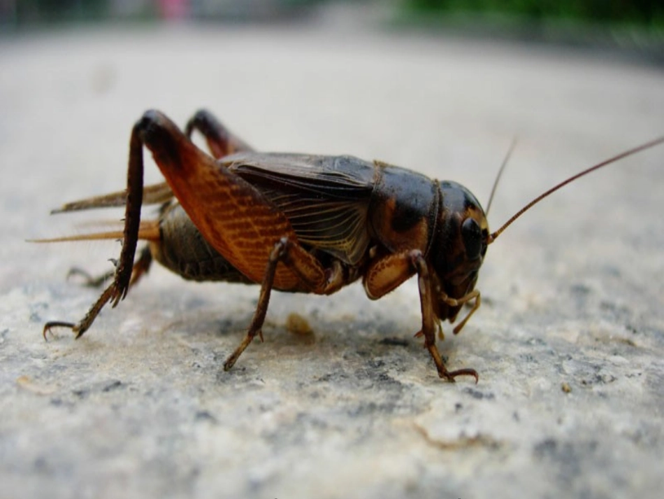 7、蟋蟀的住宅_第2页