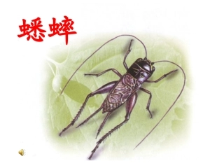 7、蟋蟀的住宅