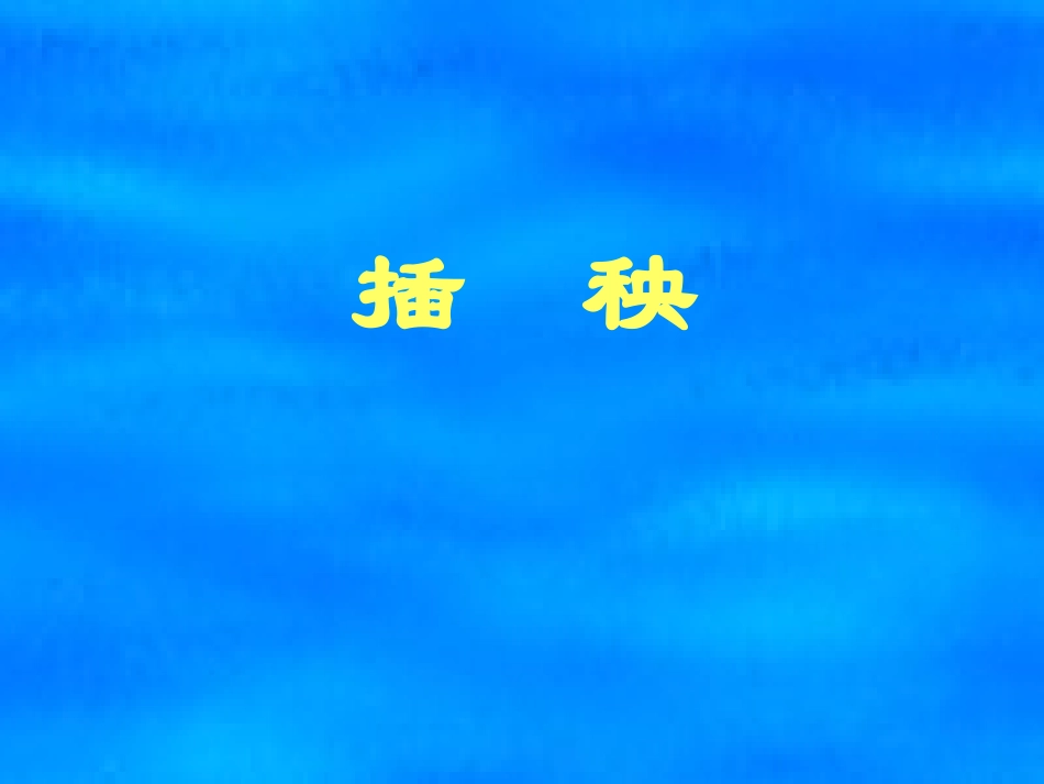 【插秧PPT课件_第1页