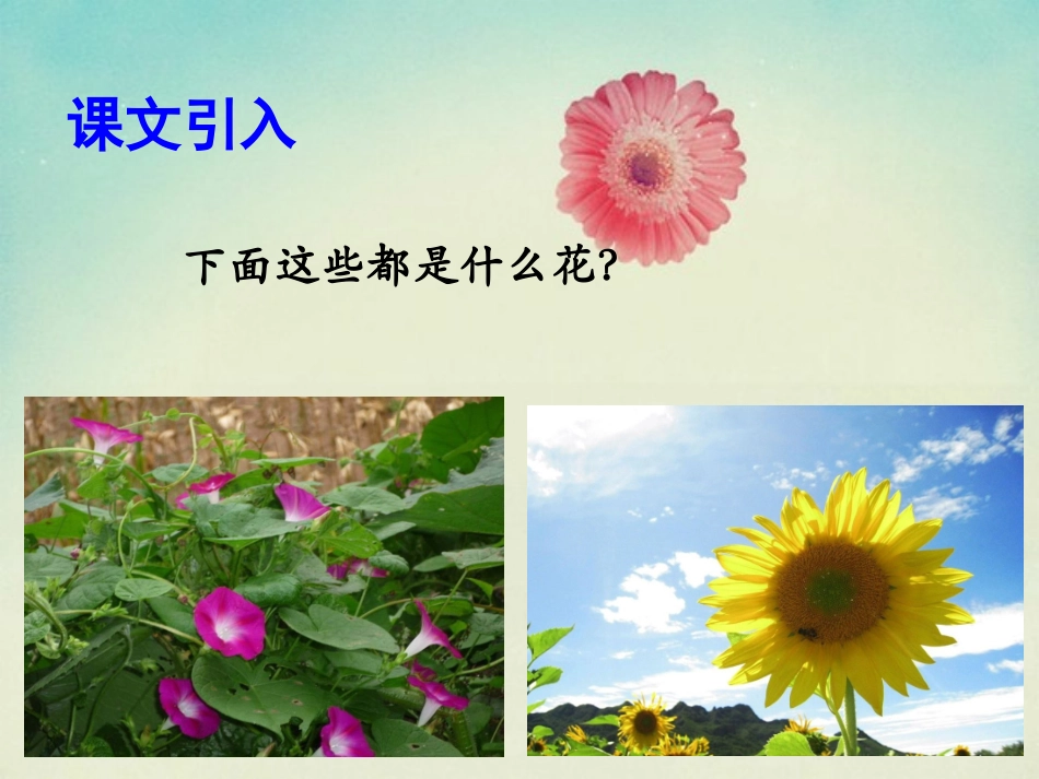 《美丽的花》课件_第2页