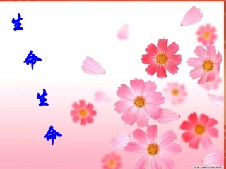 数字故事生命生命