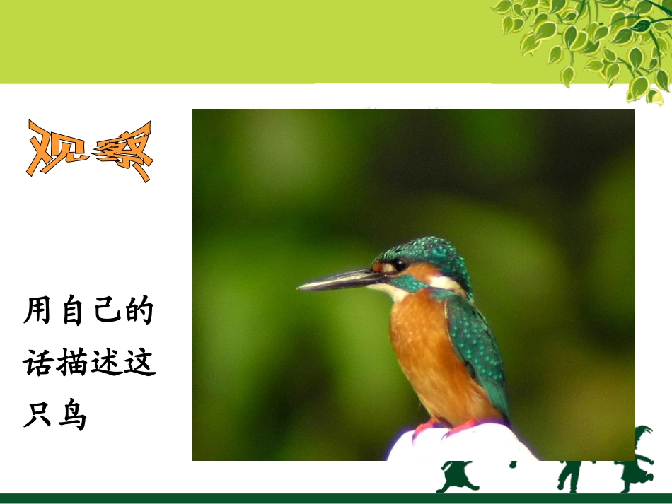 《翠鸟》课件_第2页