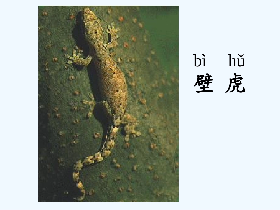 (部编)人教语文2011课标版一年级下册21、《小壁虎借尾巴》_第2页