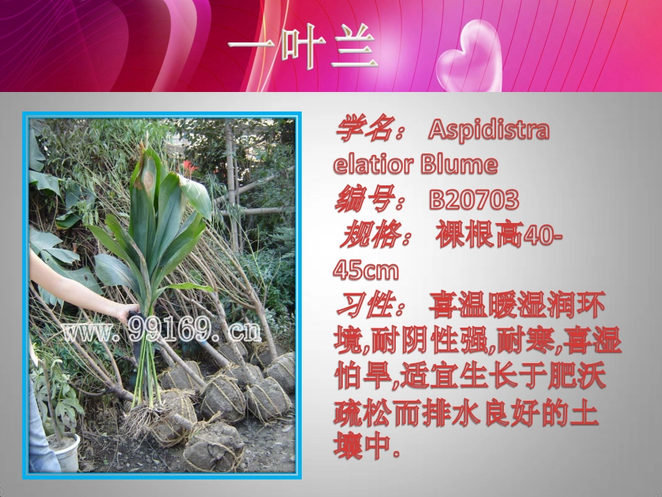 花木,绿化苗木,广东花木场之一叶兰,银边草,洋金凤,野牡丹11_第2页