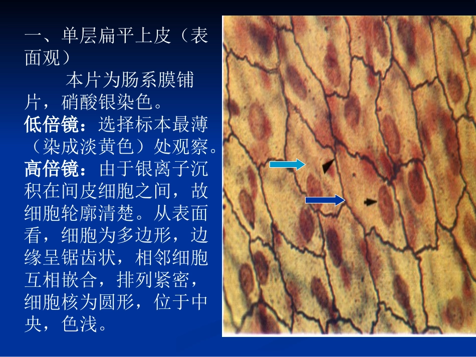 组织学实验一_第2页
