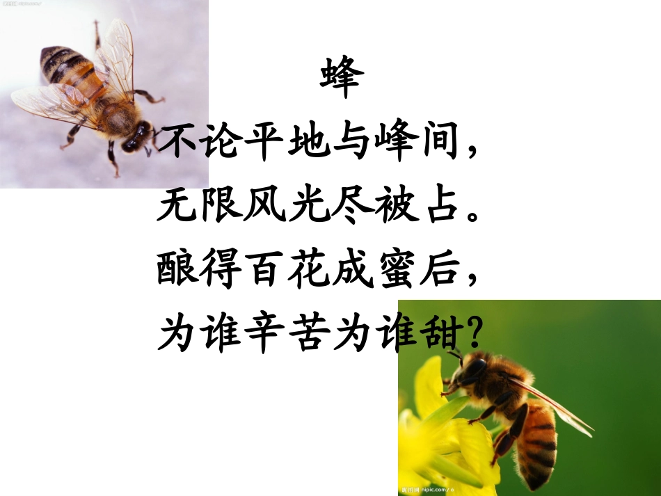 人教版第五册14、蜜蜂_第1页