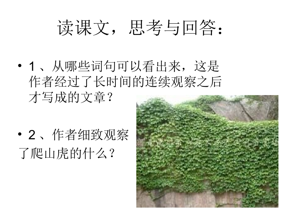 6《爬山虎的脚》课件_第2页