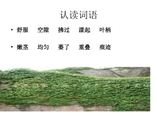 6《爬山虎的脚》课件