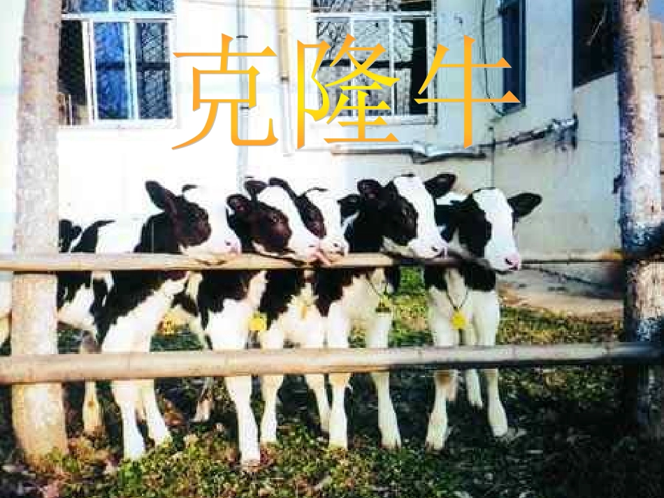 基因控制生物的性状_第3页