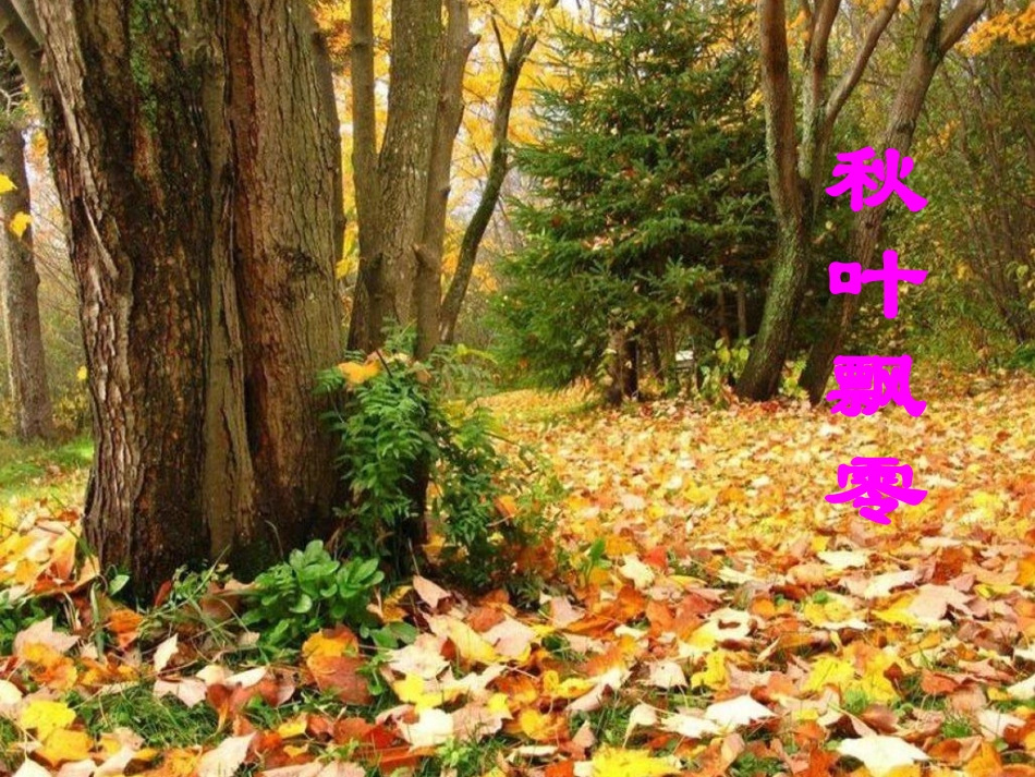 (语文S版)五年级语文上册课件_大自然的语言_2_第3页