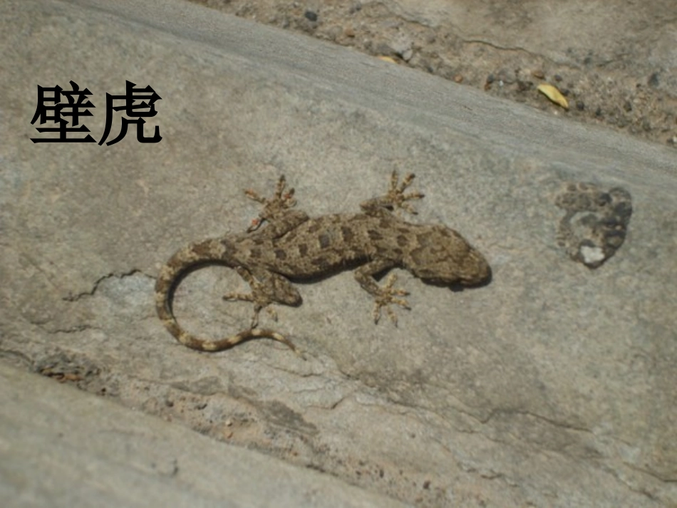 小壁虎借尾巴_第2页