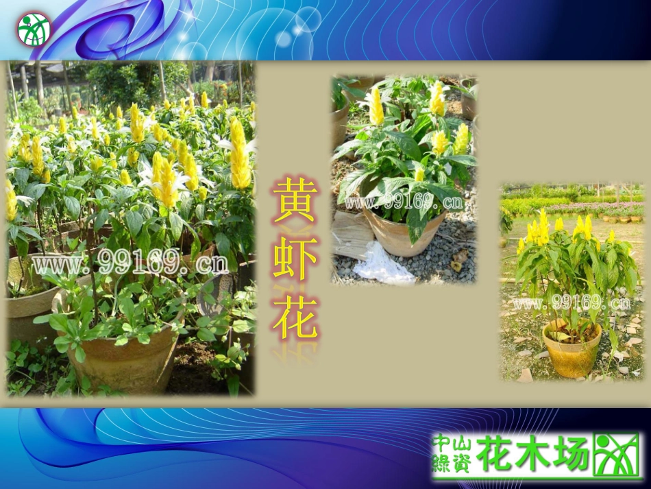 花木,花卉,时花,花木场之黄虾花,鸡冠花,皇帝菊,孔雀草,菊花21_第2页