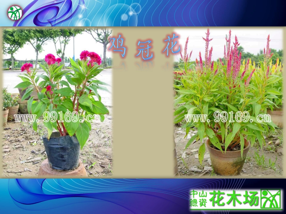 花木,花卉,时花,花木场之黄虾花,鸡冠花,皇帝菊,孔雀草,菊花21_第3页