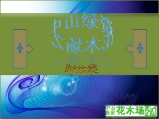 花木,花卉,时花,花木场之黄虾花,鸡冠花,皇帝菊,孔雀草,菊花21