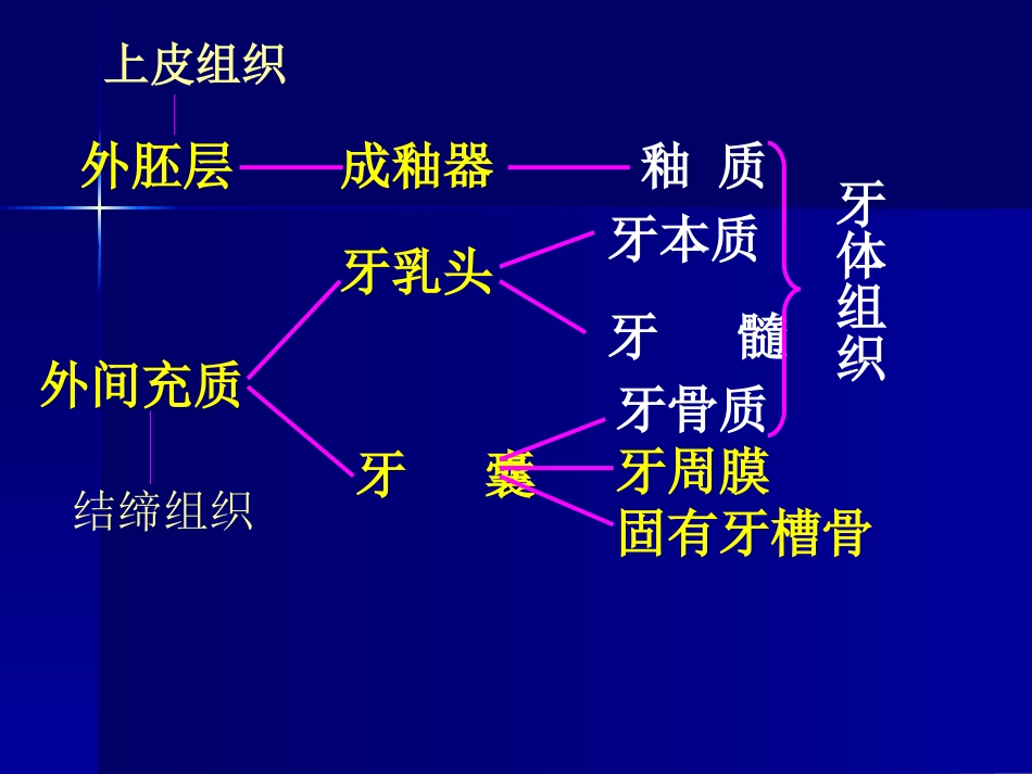 第三章 牙体组织_第3页