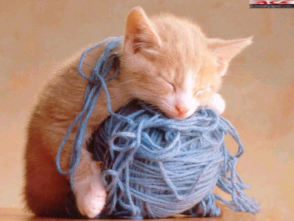 四年级15课《猫》课件_第2页