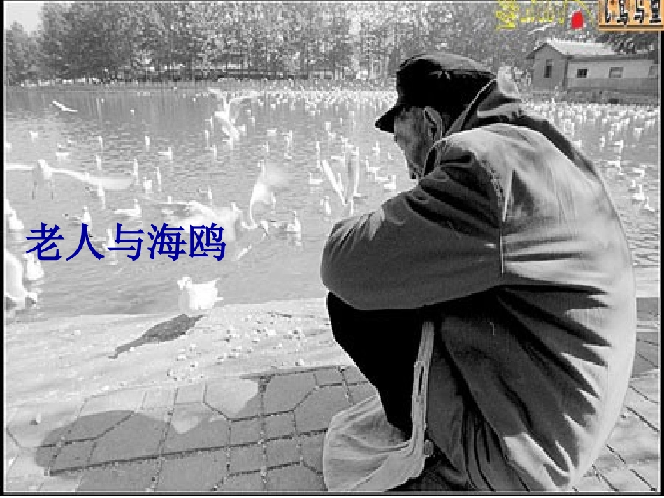 老人与海鸥ppt_第1页
