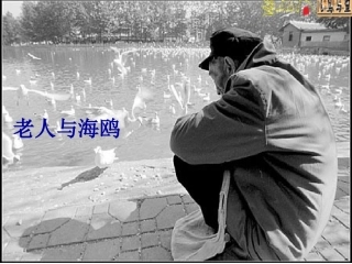 老人与海鸥ppt