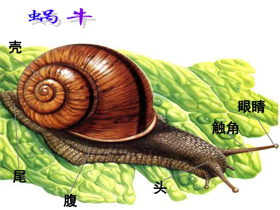 3.2.7动物有哪些相同的特点1_第2页