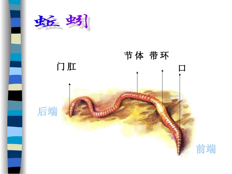 3.2.7动物有哪些相同的特点1_第3页