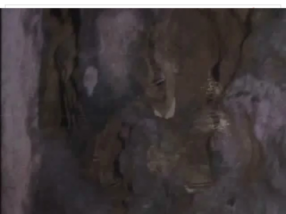 人教2011版小学数学三年级简单的排列_第2页