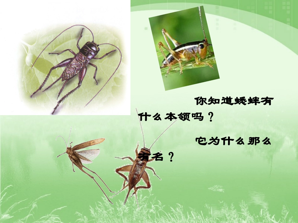 《蟋蟀的住宅》教学课件_第2页