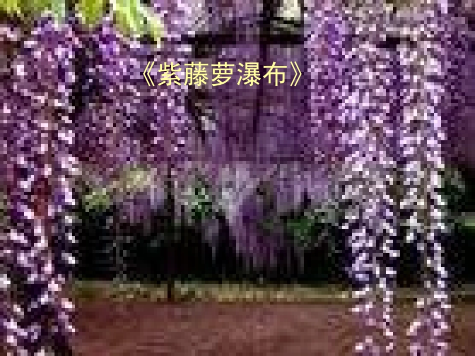 (部编)初中语文人教2011课标版七年级下册17《紫藤萝瀑布》课件ppt_第1页