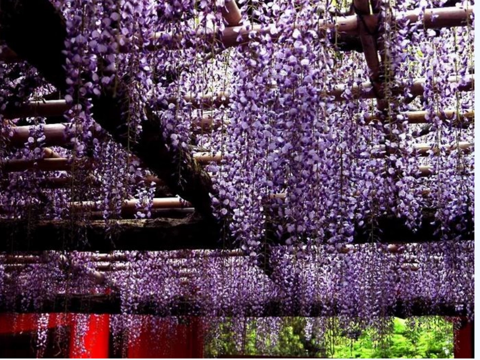 (部编)初中语文人教2011课标版七年级下册17《紫藤萝瀑布》课件ppt_第3页