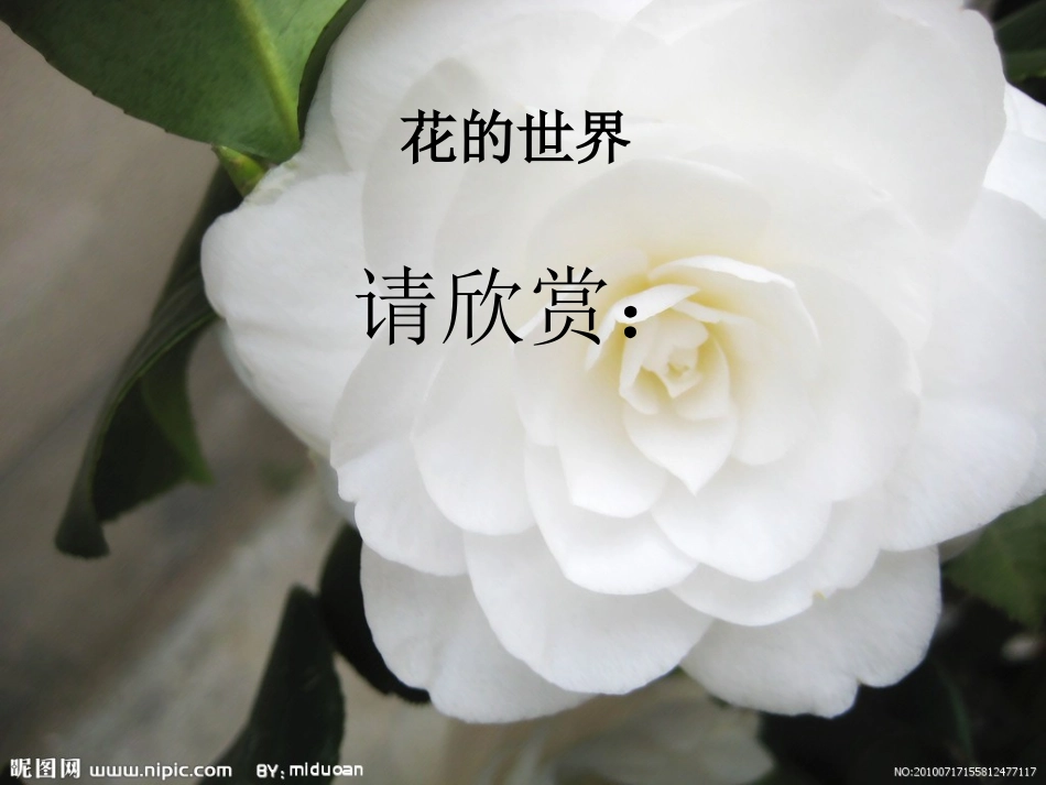 习作课件_花的世界_第1页