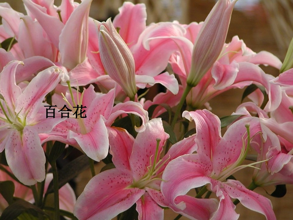 习作课件_花的世界_第2页