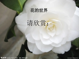 习作课件_花的世界